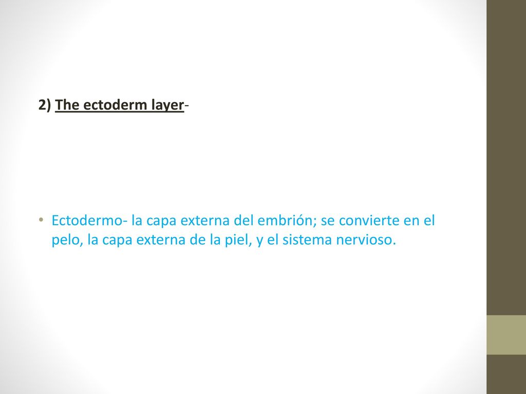 2) The ectoderm layer- Ectodermo- la capa externa del embrión; se convierte en el pelo, la capa externa de la piel, y el sistema nervioso.