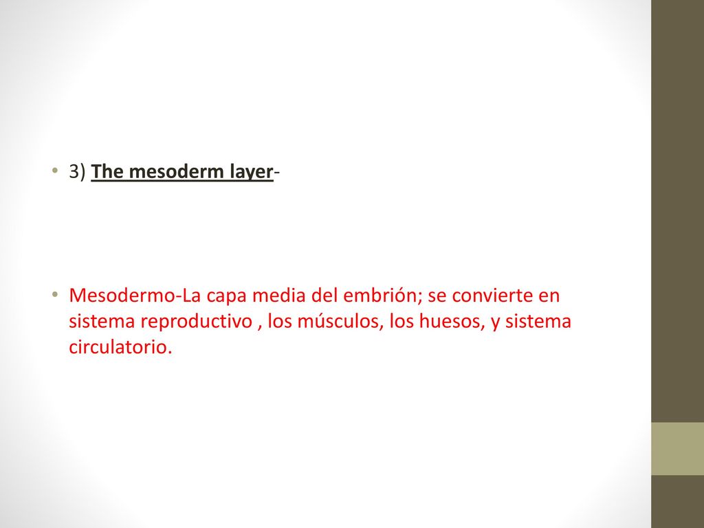 3) The mesoderm layer- Mesodermo-La capa media del embrión; se convierte en sistema reproductivo , los músculos, los huesos, y sistema circulatorio.