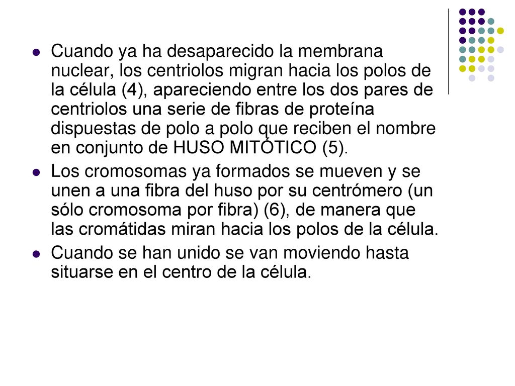 Cuando ya ha desaparecido la membrana nuclear, los centriolos migran hacia los polos de la célula (4), apareciendo entre los dos pares de centriolos una serie de fibras de proteína dispuestas de polo a polo que reciben el nombre en conjunto de HUSO MITÓTICO (5).