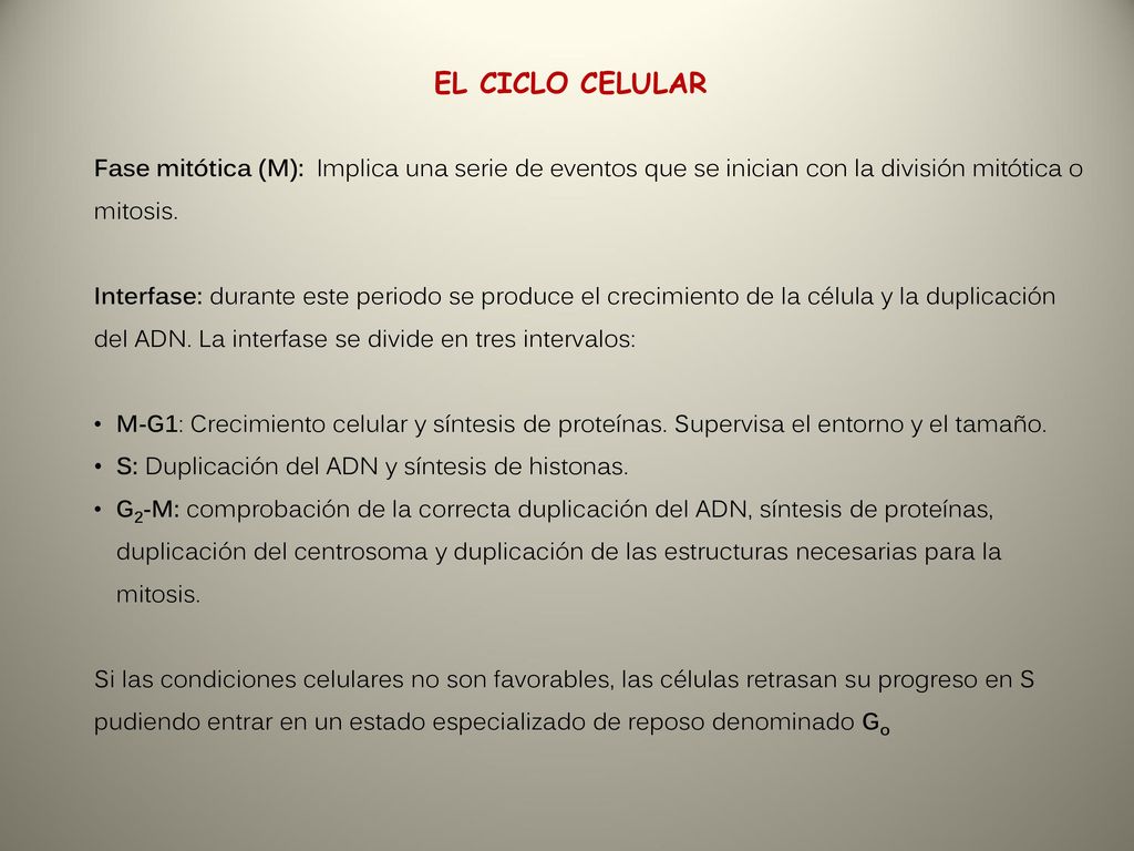 EL CICLO CELULAR Fase mitótica (M): Implica una serie de eventos que se inician con la división mitótica o mitosis.