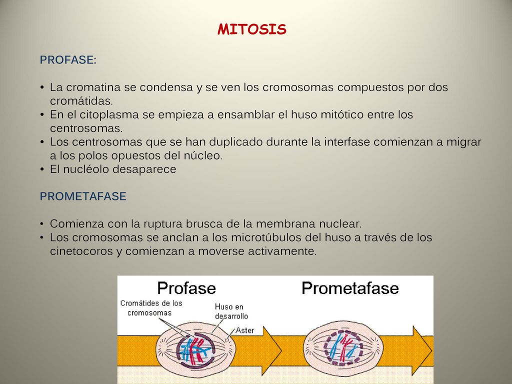 MITOSIS PROFASE: La cromatina se condensa y se ven los cromosomas compuestos por dos cromátidas.