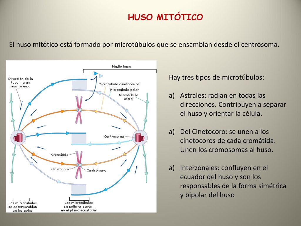 HUSO MITÓTICO El huso mitótico está formado por microtúbulos que se ensamblan desde el centrosoma. Hay tres tipos de microtúbulos: