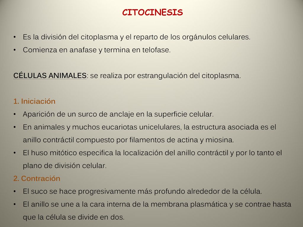 CITOCINESIS Es la división del citoplasma y el reparto de los orgánulos celulares. Comienza en anafase y termina en telofase.