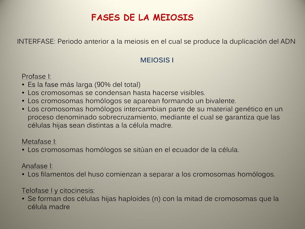 FASES DE LA MEIOSIS INTERFASE: Periodo anterior a la meiosis en el cual se produce la duplicación del ADN.