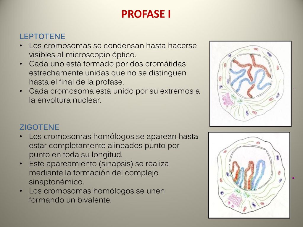 PROFASE I LEPTOTENE. Los cromosomas se condensan hasta hacerse visibles al microscopio óptico.
