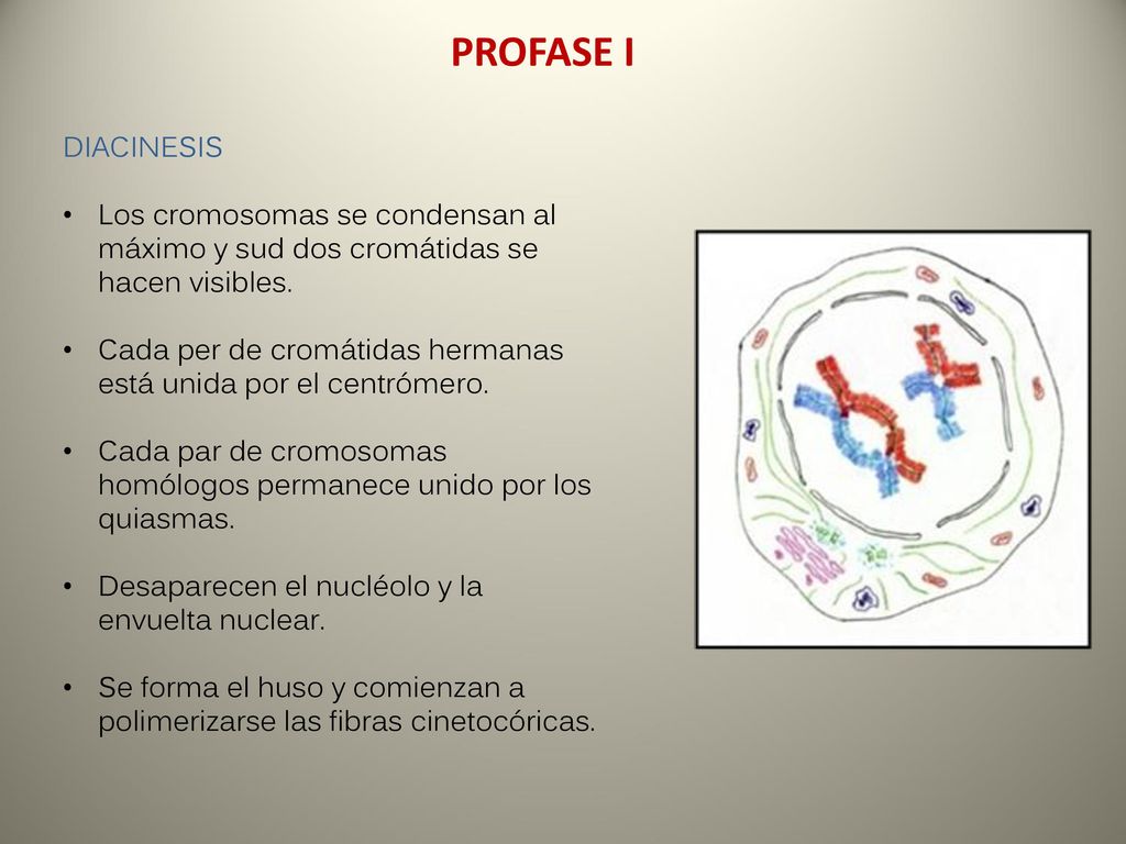 PROFASE I DIACINESIS. Los cromosomas se condensan al máximo y sud dos cromátidas se hacen visibles.