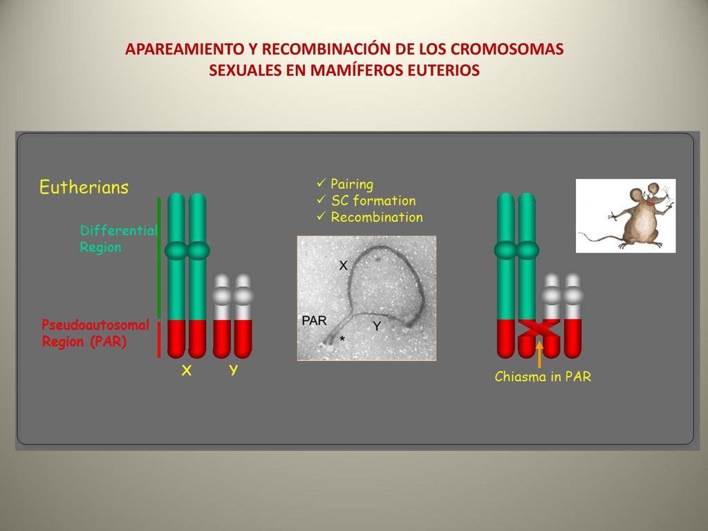 APAREAMIENTO Y RECOMBINACIÓN DE LOS CROMOSOMAS SEXUALES EN MAMÍFEROS EUTERIOS