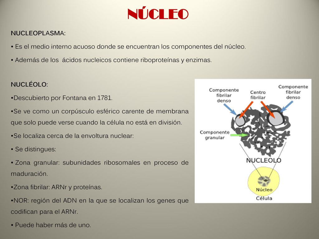 NÚCLEO NUCLEOPLASMA: Es el medio interno acuoso donde se encuentran los componentes del núcleo.