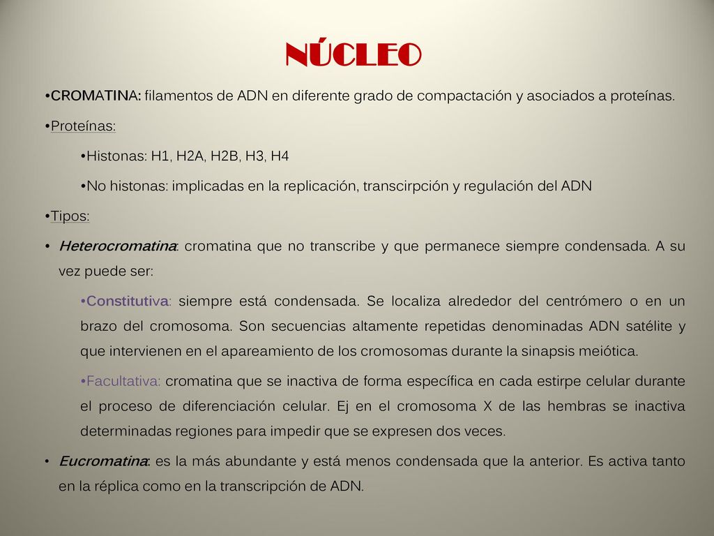 NÚCLEO CROMATINA: filamentos de ADN en diferente grado de compactación y asociados a proteínas. Proteínas: