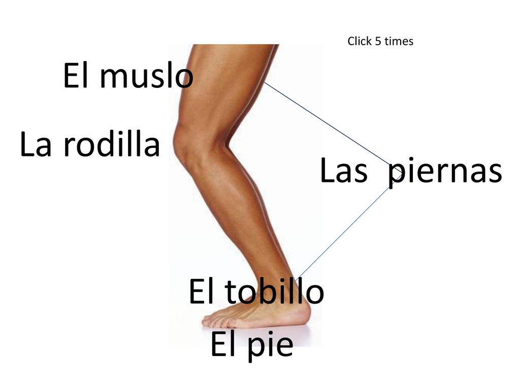 Click 5 times El muslo La rodilla Las piernas El tobillo El pie