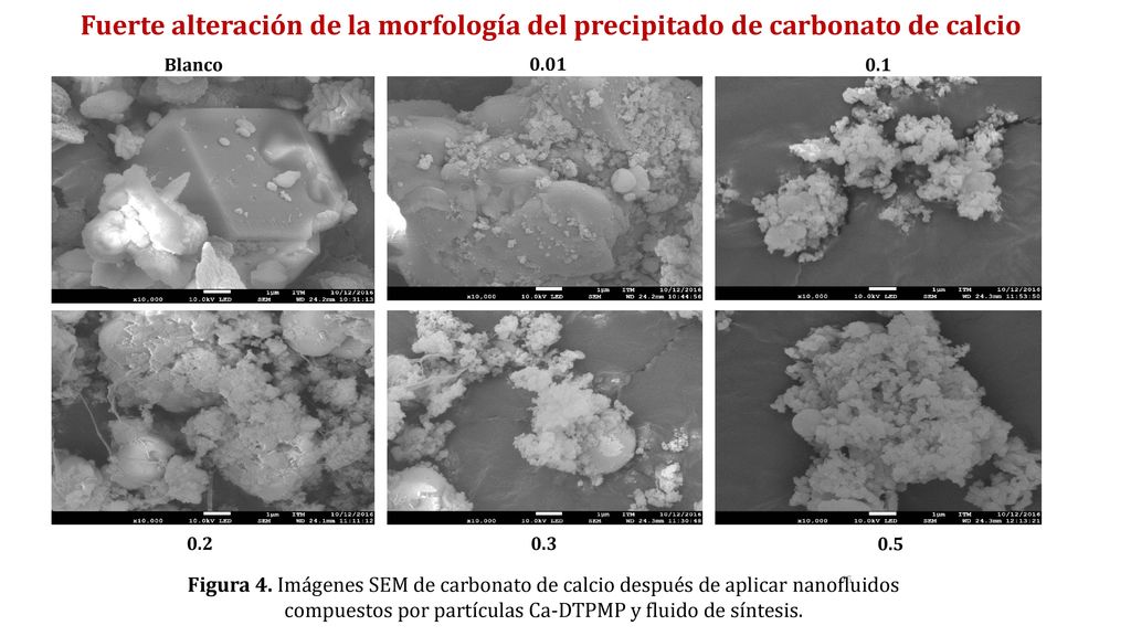 Fuerte alteración de la morfología del precipitado de carbonato de calcio