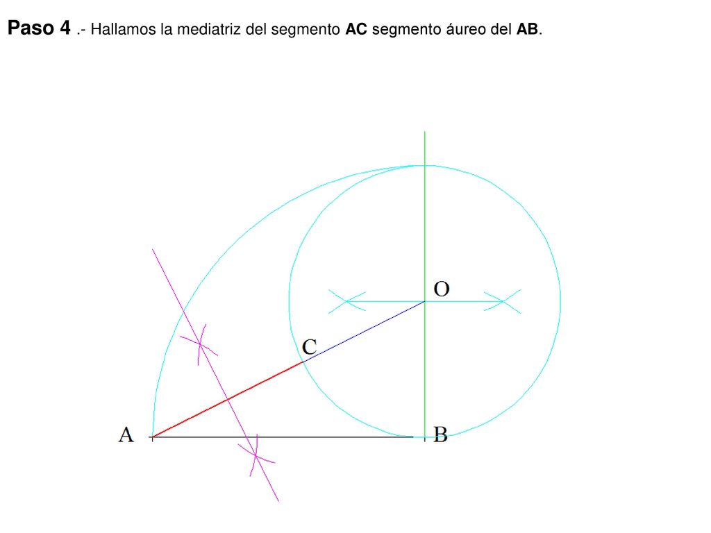 Paso 4 .- Hallamos la mediatriz del segmento AC segmento áureo del AB.