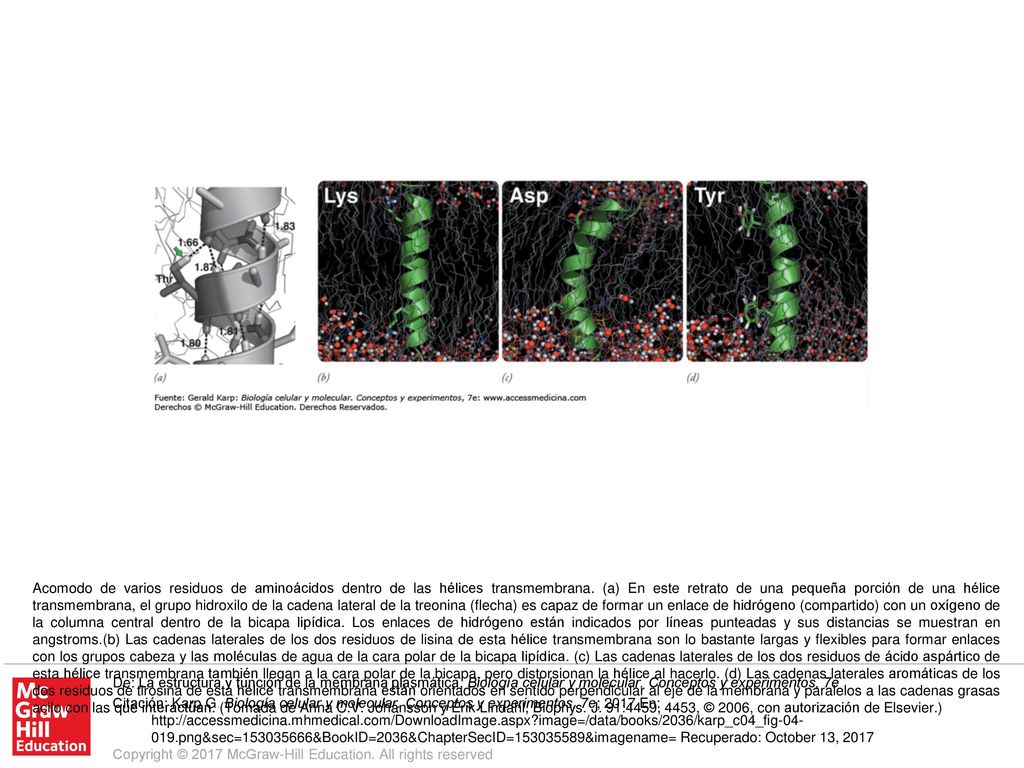Acomodo de varios residuos de aminoácidos dentro de las hélices transmembrana. (a) En este retrato de una pequeña porción de una hélice transmembrana, el grupo hidroxilo de la cadena lateral de la treonina (flecha) es capaz de formar un enlace de hidrógeno (compartido) con un oxígeno de la columna central dentro de la bicapa lipídica. Los enlaces de hidrógeno están indicados por líneas punteadas y sus distancias se muestran en angstroms.(b) Las cadenas laterales de los dos residuos de lisina de esta hélice transmembrana son lo bastante largas y flexibles para formar enlaces con los grupos cabeza y las moléculas de agua de la cara polar de la bicapa lipídica. (c) Las cadenas laterales de los dos residuos de ácido aspártico de esta hélice transmembrana también llegan a la cara polar de la bicapa, pero distorsionan la hélice al hacerlo. (d) Las cadenas laterales aromáticas de los dos residuos de tirosina de esta hélice transmembrana están orientados en sentido perpendicular al eje de la membrana y paralelos a las cadenas grasas acilo con las que interactúan. (Tomada de Anna C.V. Johansson y Erik Lindahl, Biophys. J. 91:4459, 4453, © 2006, con autorización de Elsevier.)