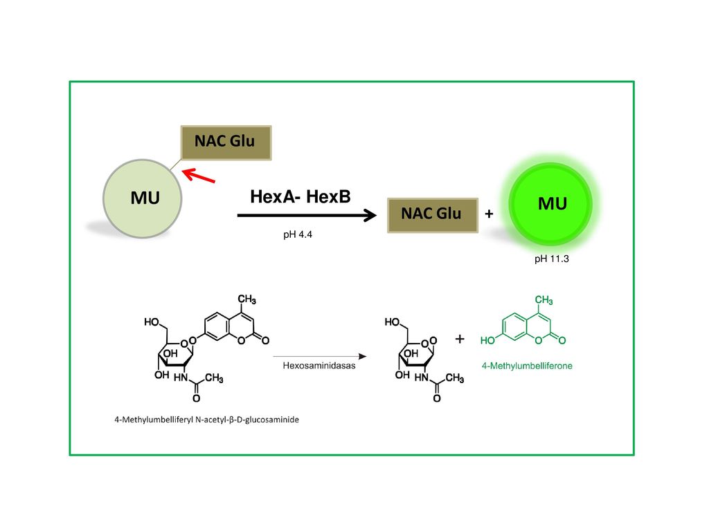 NAC Glu MU HexA- HexB MU NAC Glu + pH 4.4 pH 11.3