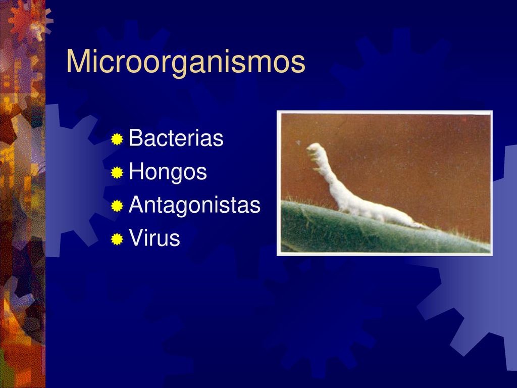 Microorganismos Bacterias Hongos Antagonistas Virus