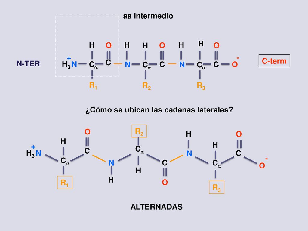 aa intermedio N. H3. Ca. H. C. O. R1. R2. R C-term. N-TER. ¿Cómo se ubican las cadenas laterales