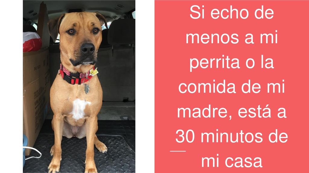 Si echo de menos a mi perrita o la comida de mi madre, está a 30 minutos de mi casa
