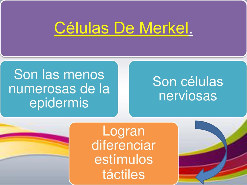 Células De Merkel. Son las menos numerosas de la epidermis