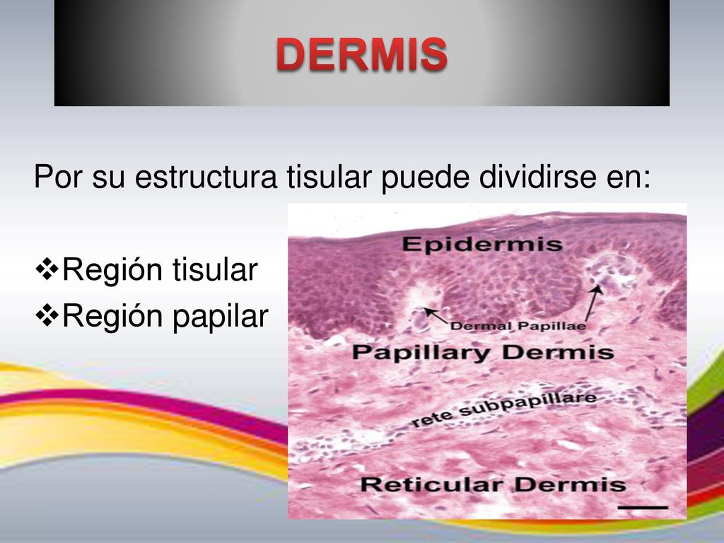 DERMIS Por su estructura tisular puede dividirse en: Región tisular
