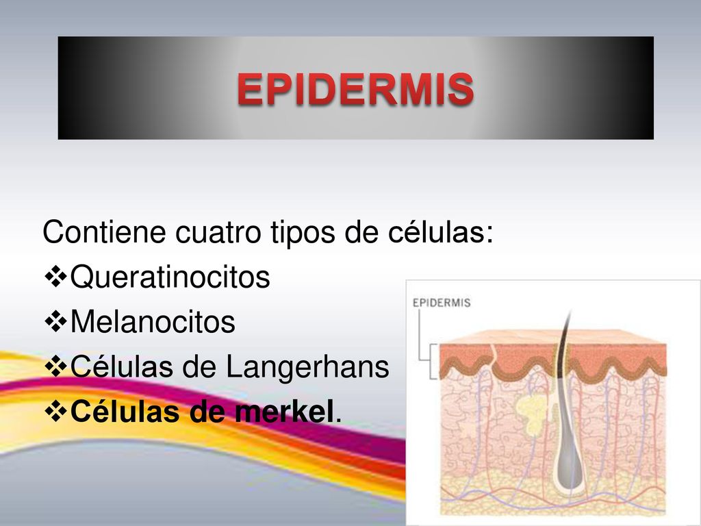 EPIDERMIS Contiene cuatro tipos de células: Queratinocitos Melanocitos