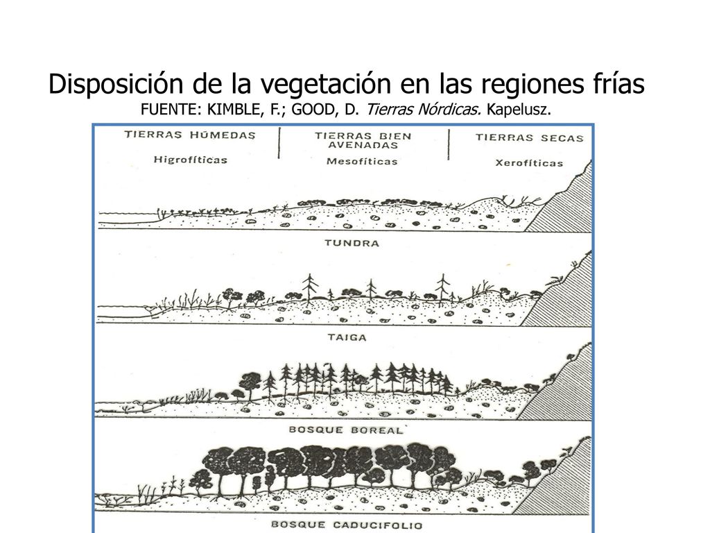 Disposición de la vegetación en las regiones frías FUENTE: KIMBLE, F