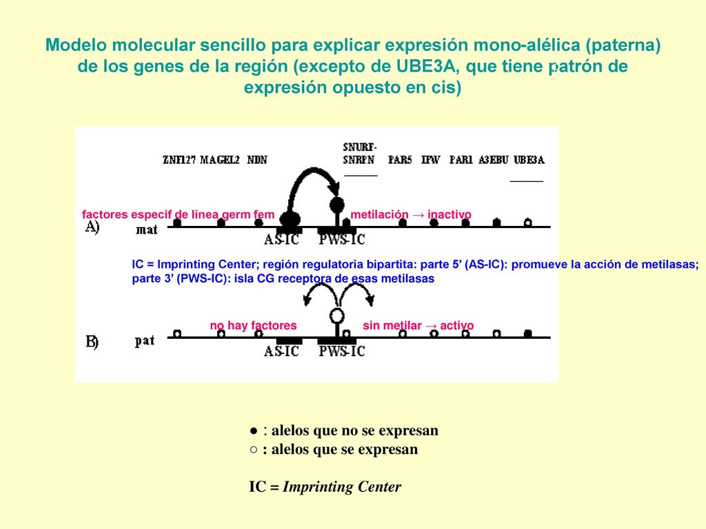 Modelo molecular sencillo para explicar expresión mono-alélica (paterna) de los genes de la región (excepto de UBE3A, que tiene patrón de expresión opuesto en cis)
