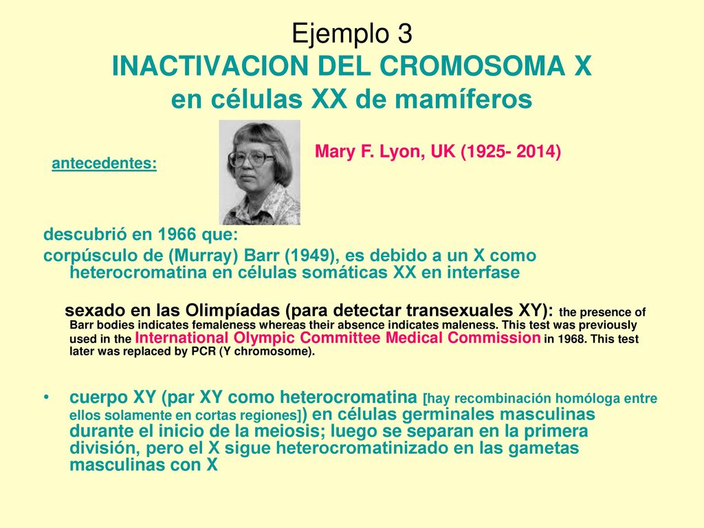Ejemplo 3 INACTIVACION DEL CROMOSOMA X en células XX de mamíferos