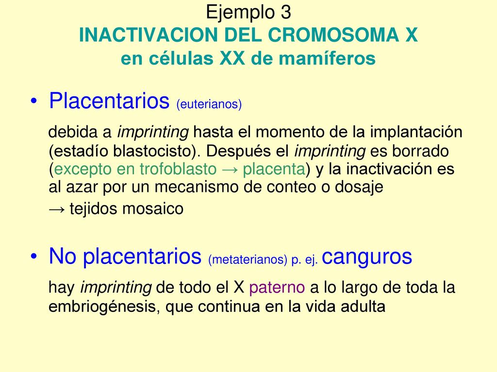 Ejemplo 3 INACTIVACION DEL CROMOSOMA X en células XX de mamíferos