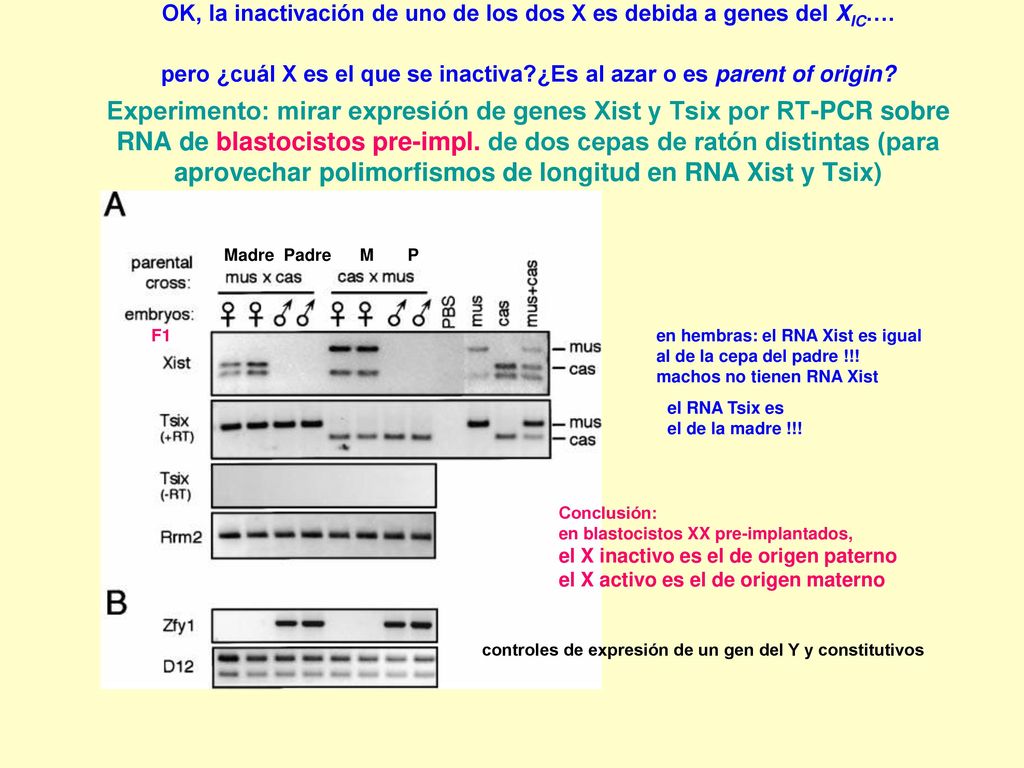 OK, la inactivación de uno de los dos X es debida a genes del XIC…