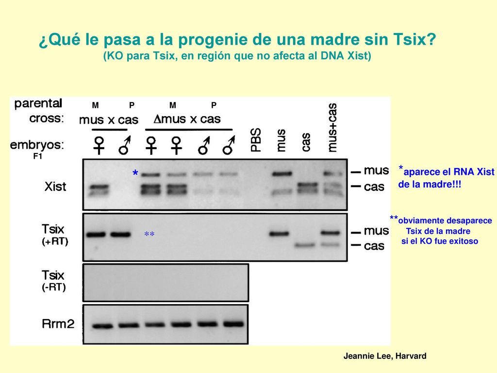 ¿Qué le pasa a la progenie de una madre sin Tsix