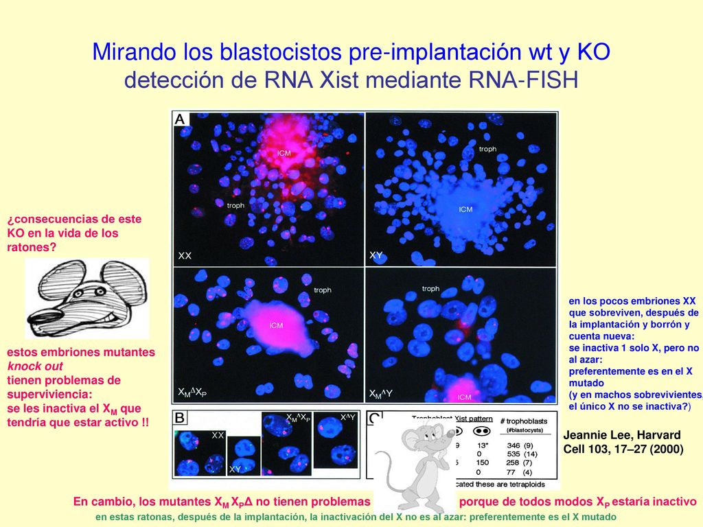 Mirando los blastocistos pre-implantación wt y KO detección de RNA Xist mediante RNA-FISH