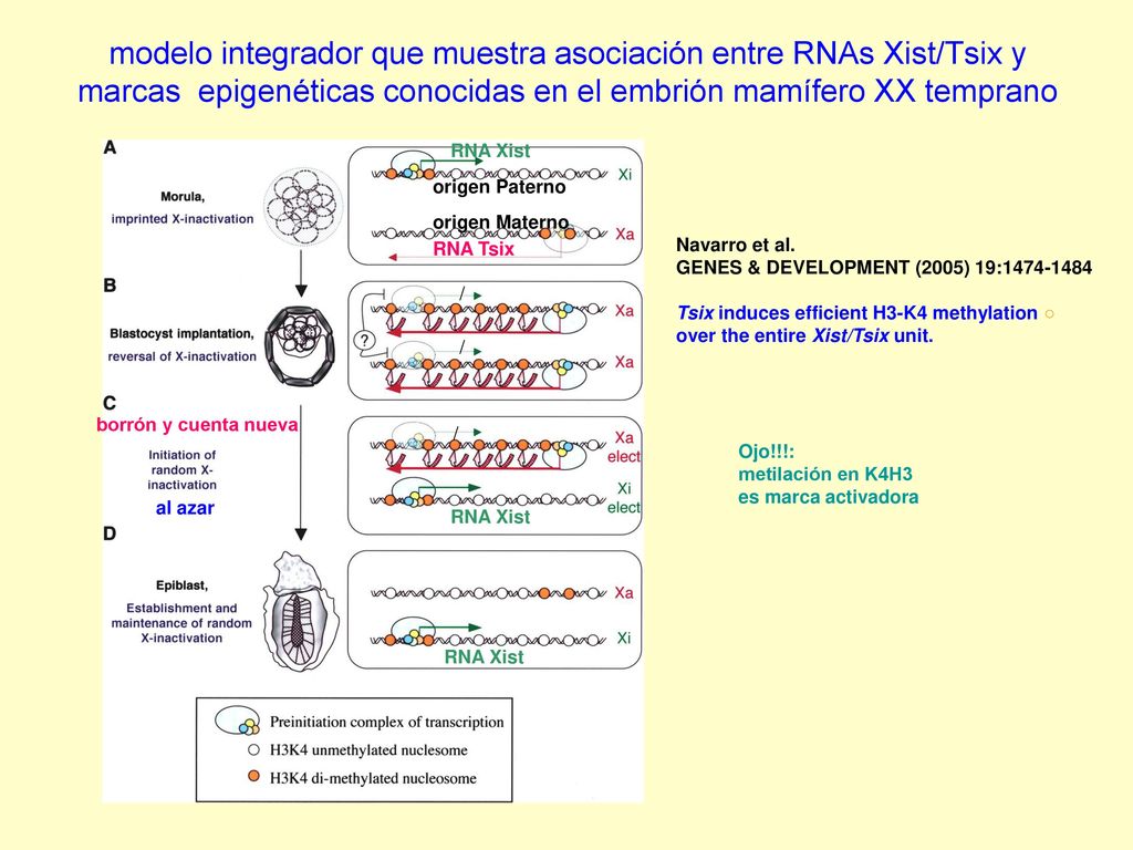 modelo integrador que muestra asociación entre RNAs Xist/Tsix y marcas epigenéticas conocidas en el embrión mamífero XX temprano