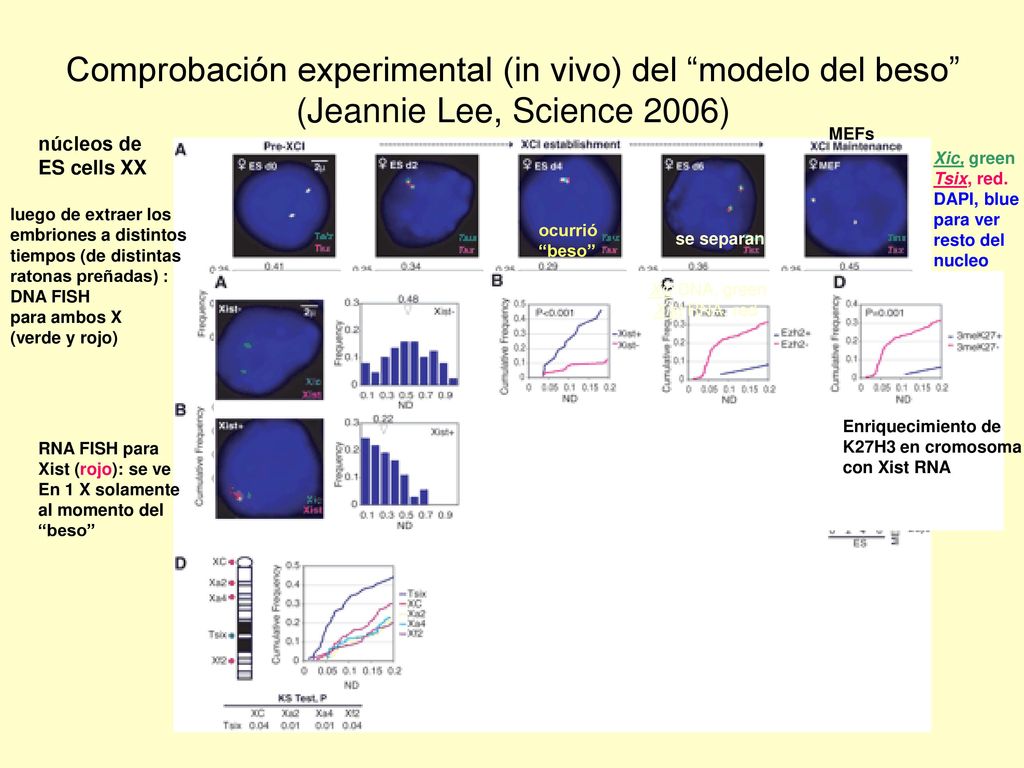 Comprobación experimental (in vivo) del modelo del beso (Jeannie Lee, Science 2006)