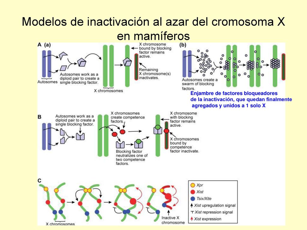Modelos de inactivación al azar del cromosoma X en mamíferos