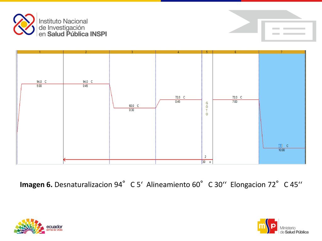 Imagen 6. Desnaturalizacion 94°C 5‘ Alineamiento 60°C 30‘‘ Elongacion 72°C 45‘‘