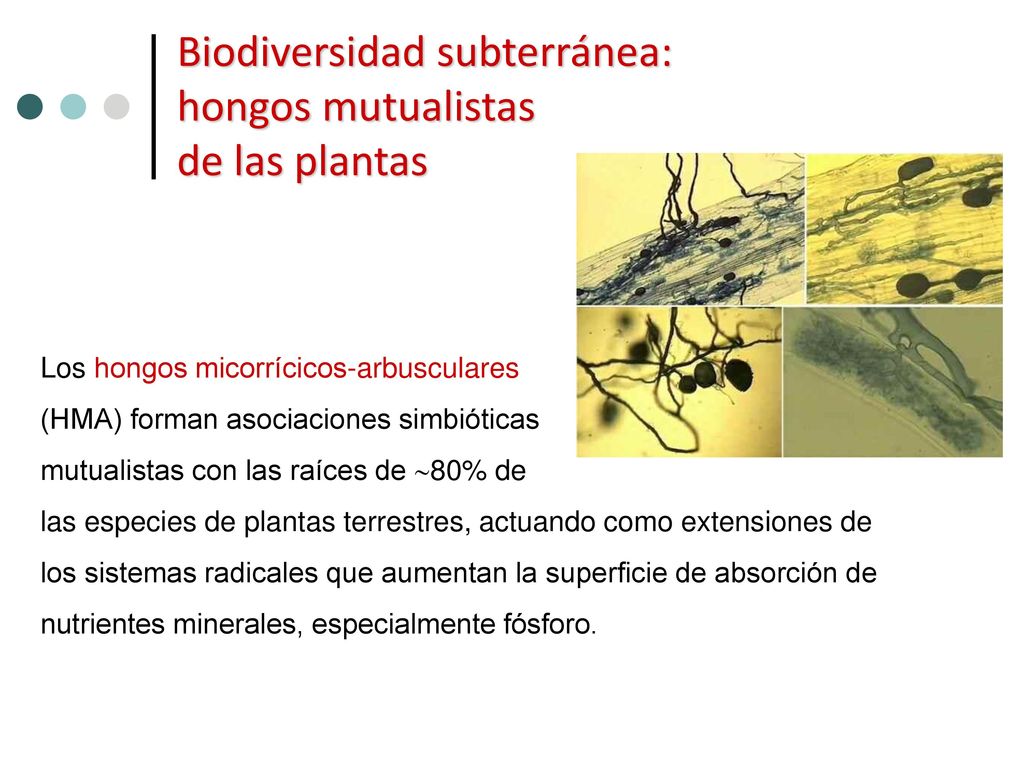 Biodiversidad subterránea: hongos mutualistas de las plantas