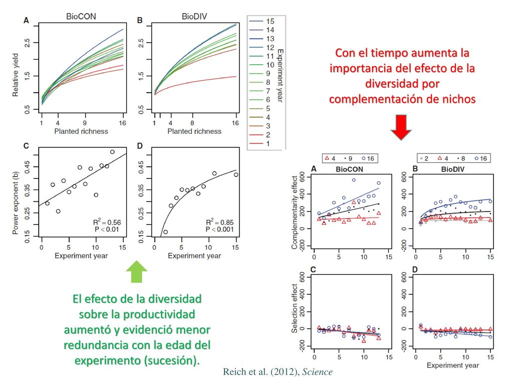Con el tiempo aumenta la importancia del efecto de la diversidad por complementación de nichos