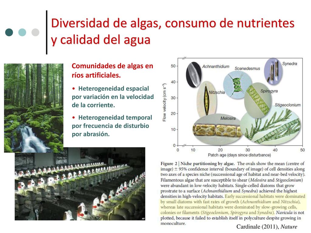 Diversidad de algas, consumo de nutrientes y calidad del agua