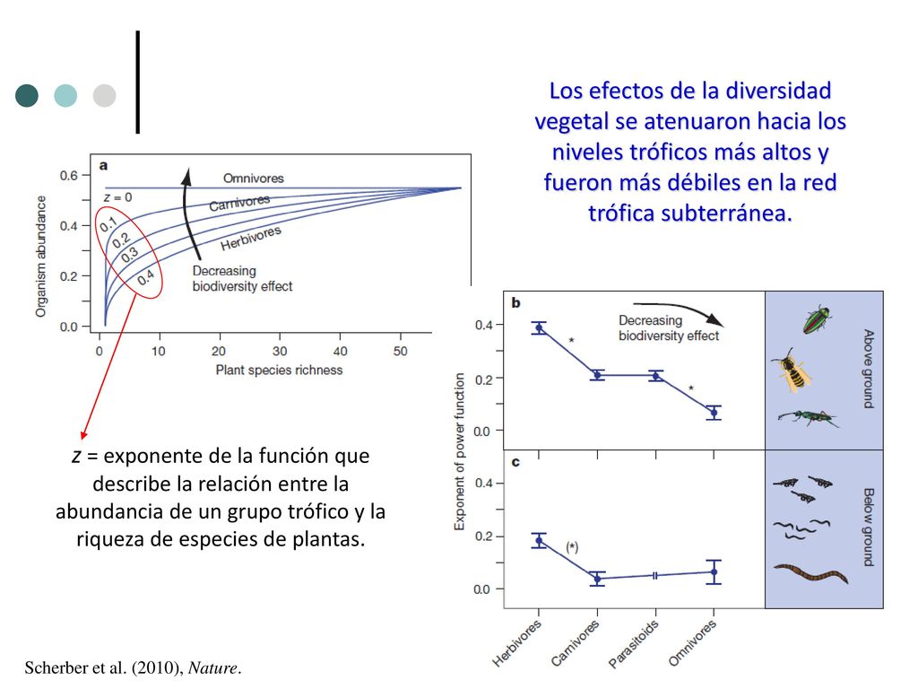Los efectos de la diversidad vegetal se atenuaron hacia los niveles tróficos más altos y fueron más débiles en la red trófica subterránea.