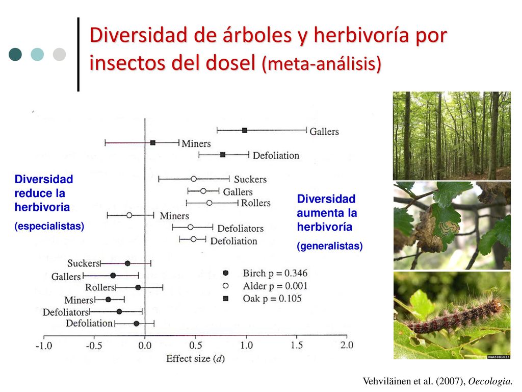 Diversidad de árboles y herbivoría por insectos del dosel (meta-análisis)
