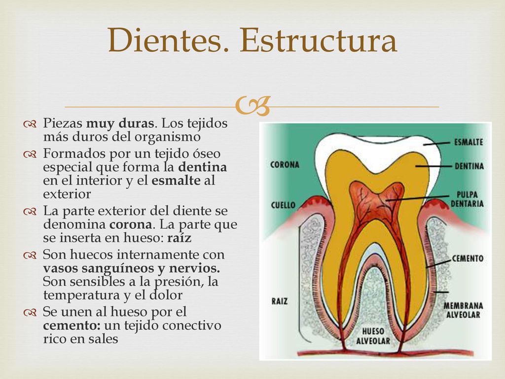 Dientes. Estructura Piezas muy duras. Los tejidos más duros del organismo.