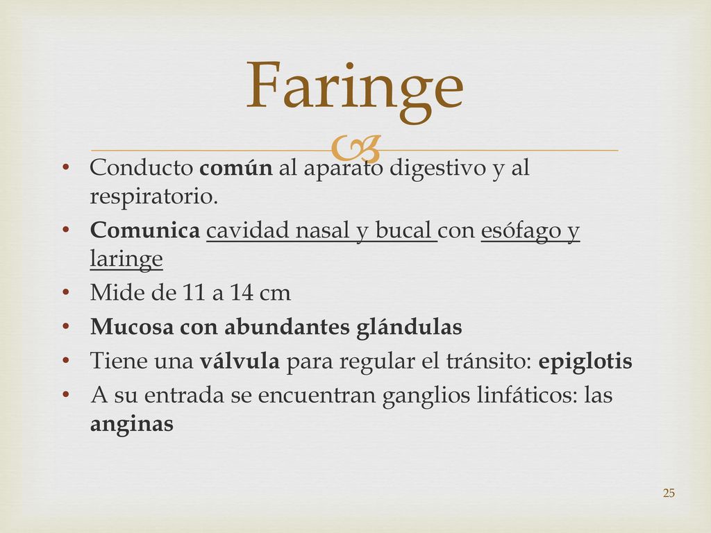 Faringe Conducto común al aparato digestivo y al respiratorio.