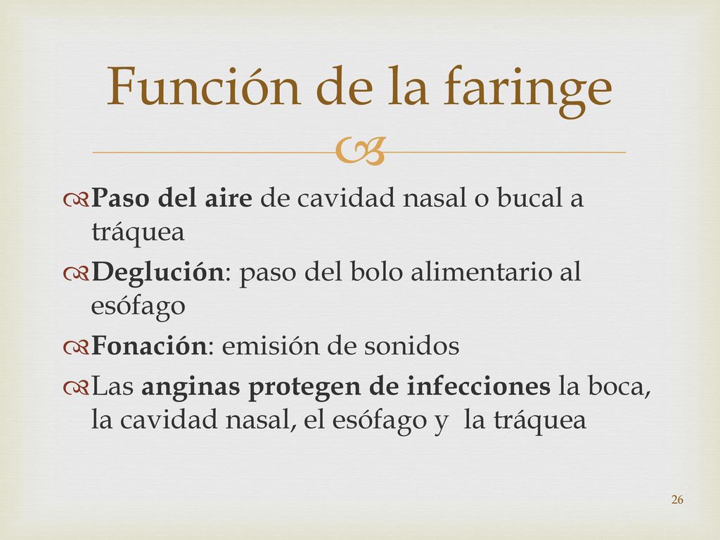 Función de la faringe Paso del aire de cavidad nasal o bucal a tráquea