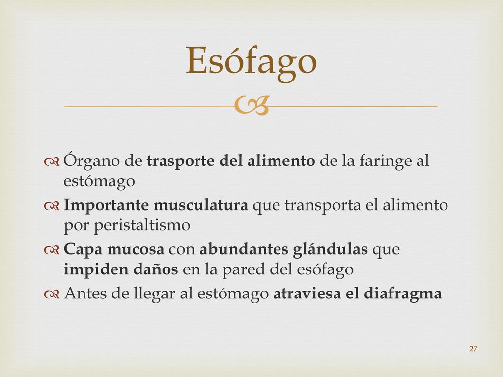 Esófago Órgano de trasporte del alimento de la faringe al estómago