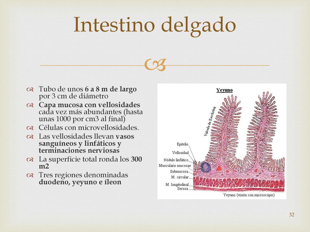 Intestino delgado Tubo de unos 6 a 8 m de largo por 3 cm de diámetro