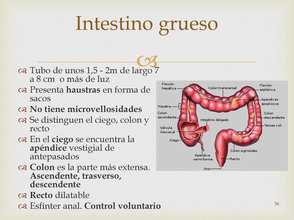 Intestino grueso Tubo de unos 1,5 - 2m de largo 7 a 8 cm o más de luz