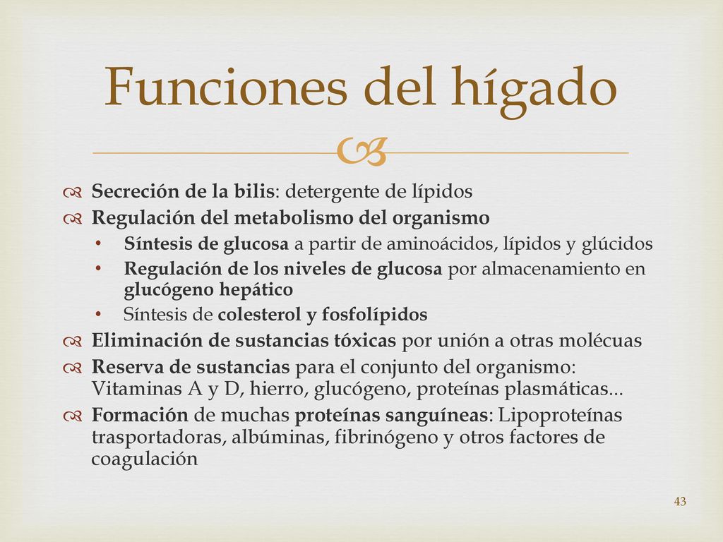 Funciones del hígado Secreción de la bilis: detergente de lípidos