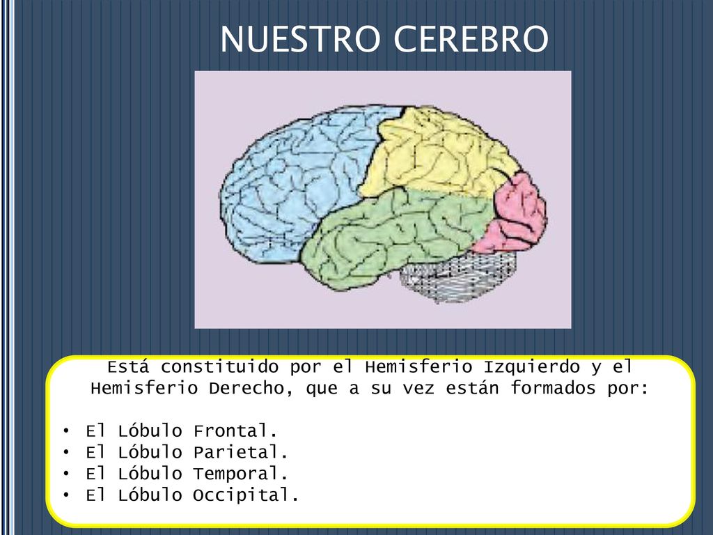NUESTRO CEREBRO Está constituido por el Hemisferio Izquierdo y el Hemisferio Derecho, que a su vez están formados por: