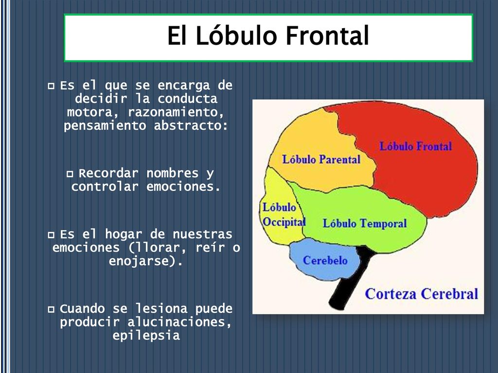 El Lóbulo Frontal Es el que se encarga de decidir la conducta motora, razonamiento, pensamiento abstracto: