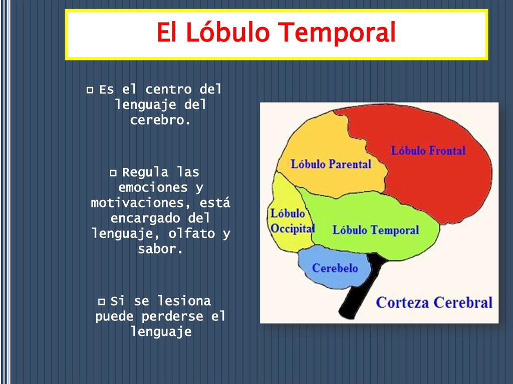 El Lóbulo Temporal Es el centro del lenguaje del cerebro.